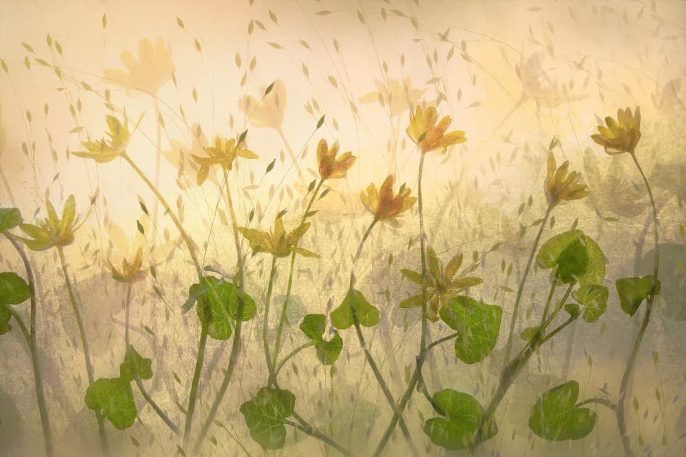 Sunny flowers by Nel Talen — canvas wall art