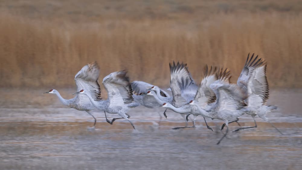 Sandhill Cranes Take Flight by Qing Zhao — canvas wall art