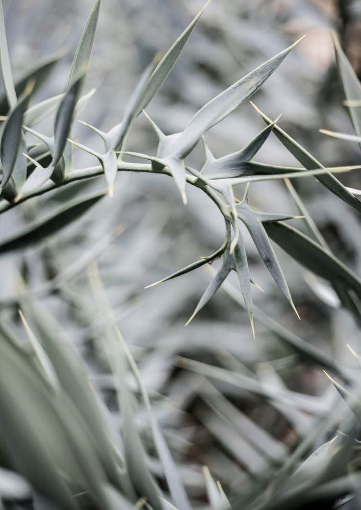 Intricate Details Of Spiky Leaves by Shot by Clint — canvas wall art