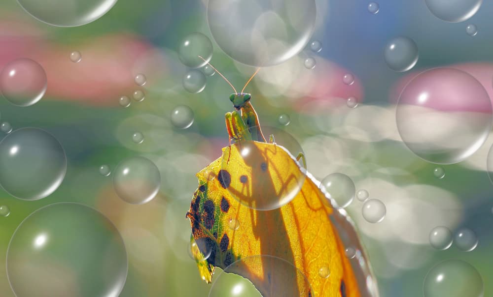 Mantis Bubble Dream by Thierry Dufour — canvas wall art