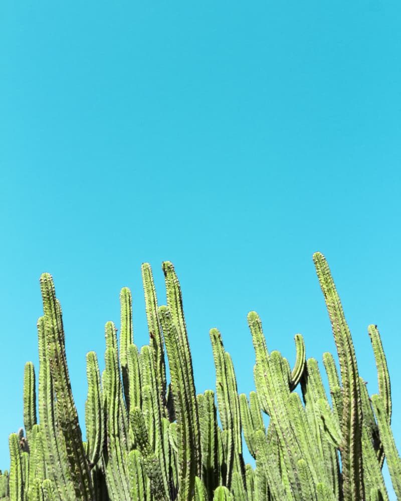 Cactus Reaching for the Sky by Tom Windeknecht — canvas wall art