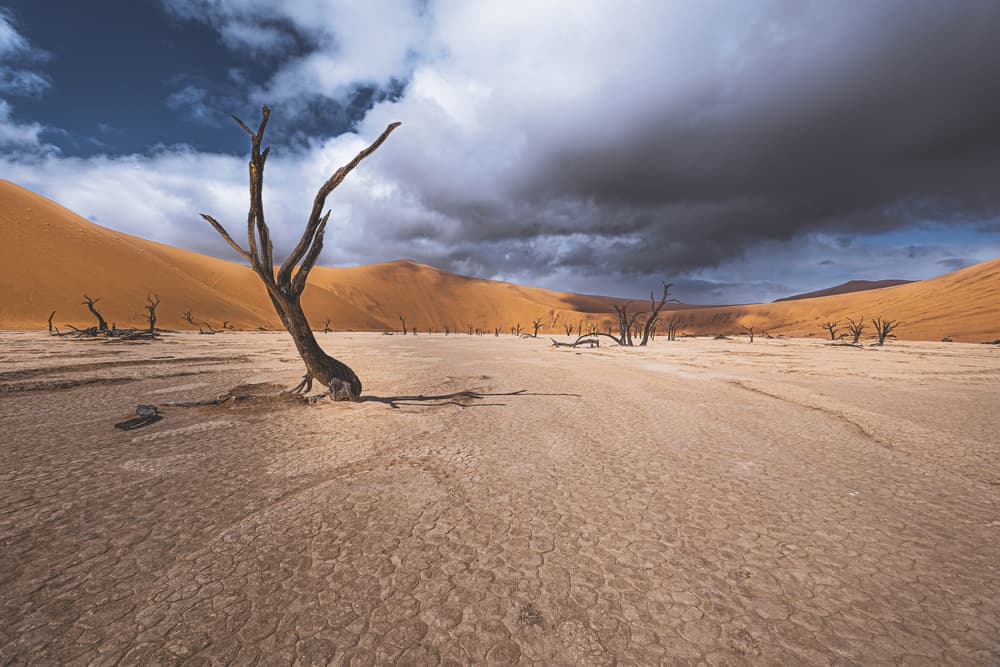 Orange Dunes Dead Trees by Marco Tagliarino — canvas wall art