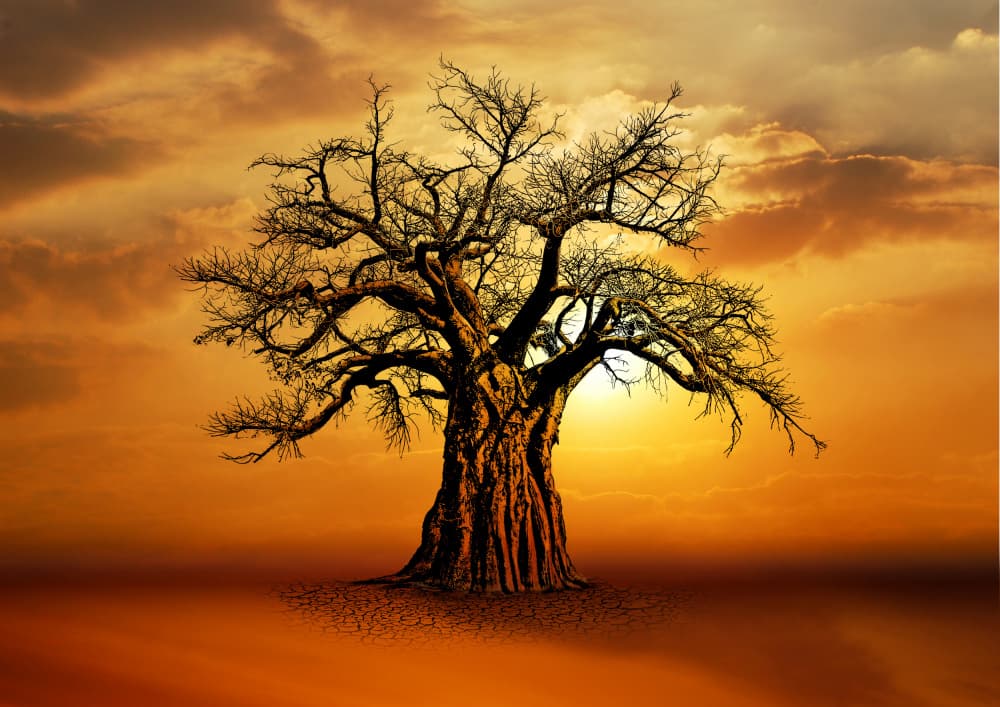 Golden Sunset Baobab Tree by Carlo Kaminski — canvas wall art