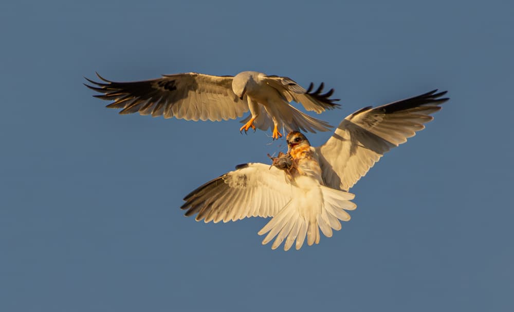 Raptor Aerial Encounter by Johnson Huang — canvas wall art