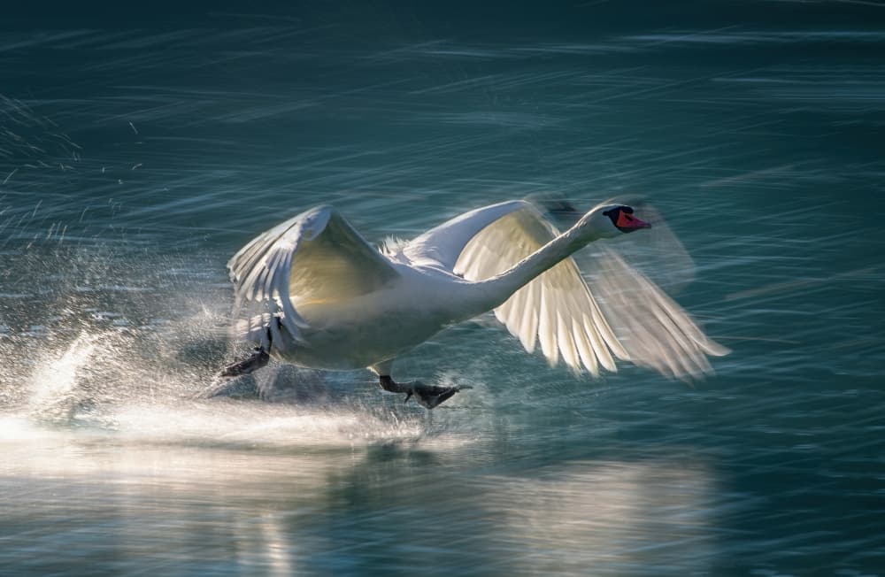 Graceful Swan Takeoff by Milan Malovrh — canvas wall art