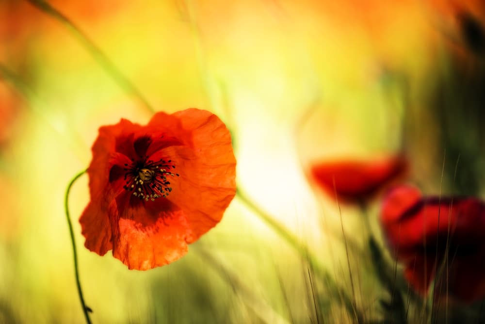 Vibrant Red Poppy Field by Nicodemo Quaglia — canvas wall art