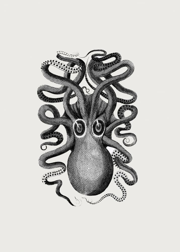 Eight Armed Cuttlefish by George Shaw — canvas wall art