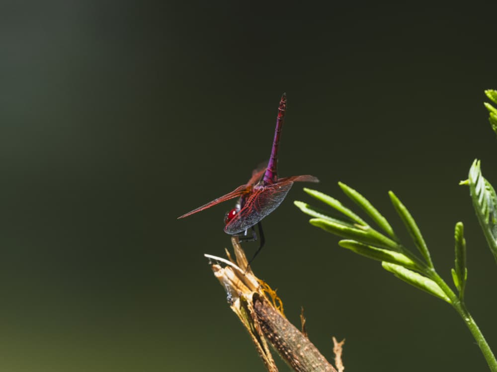 Vibrant Red Dragonfly by engin akyurt — canvas wall art