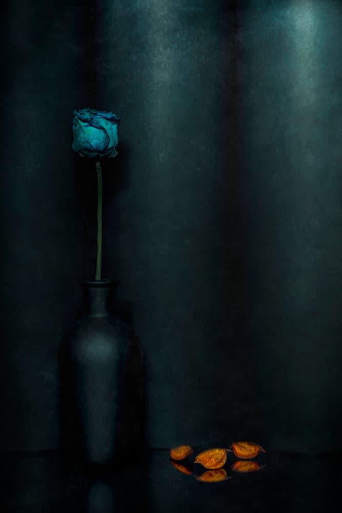 Moody Blue Rose by Stephen Clough — canvas wall art