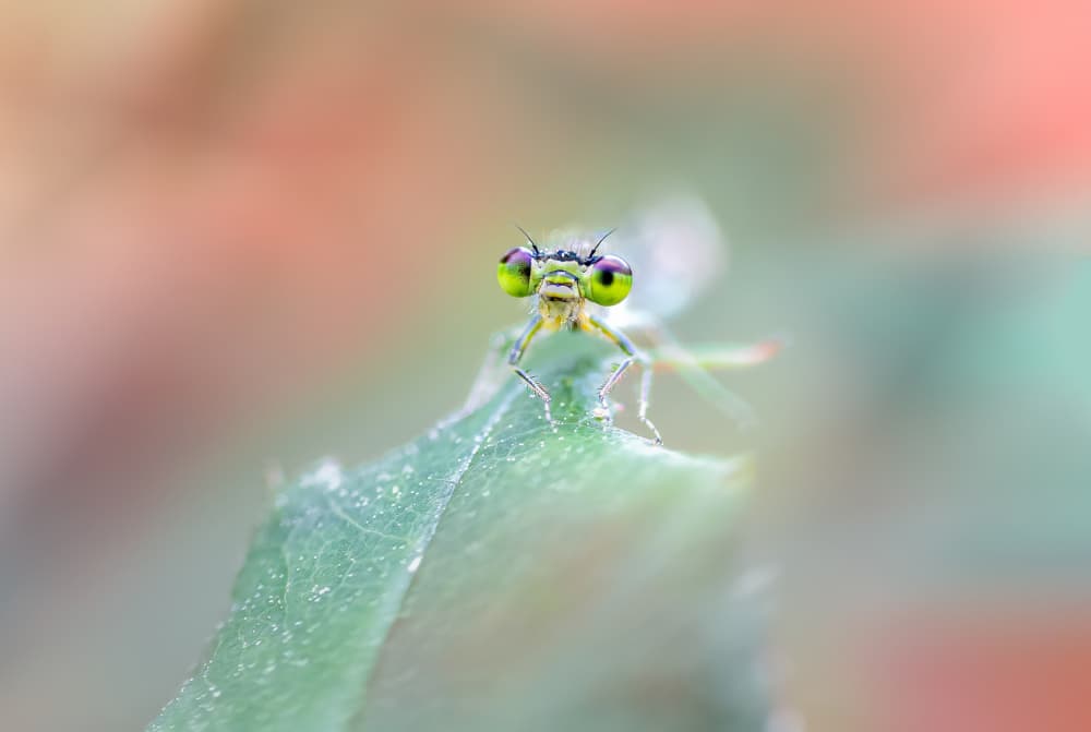 Curious Green Damselfly by Atul Saluja — canvas wall art