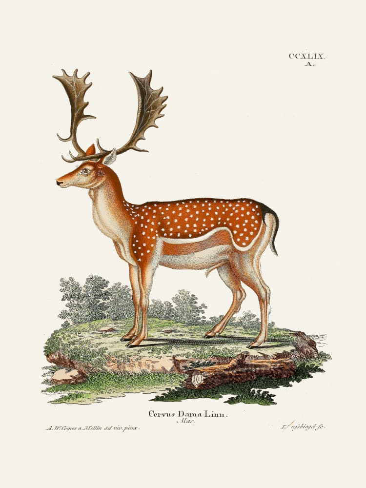 European Fallow Deer By Johann Christian Daniel Von Schreber. by Johann Christian Daniel Von Schreber — canvas wall art
