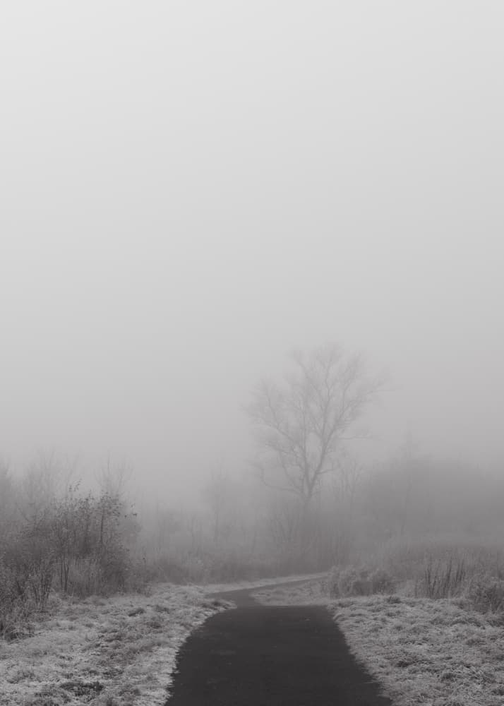 Misty Morning Path by Lynann Colligan — canvas wall art