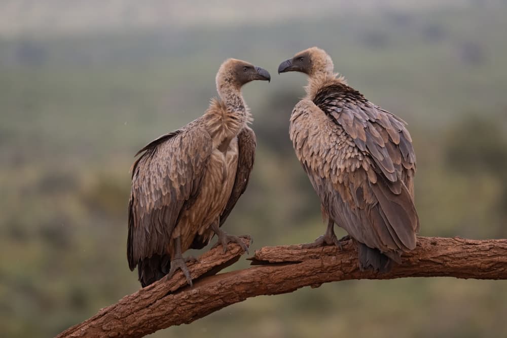 African Vulture Pair by Marco Pozzi — canvas wall art