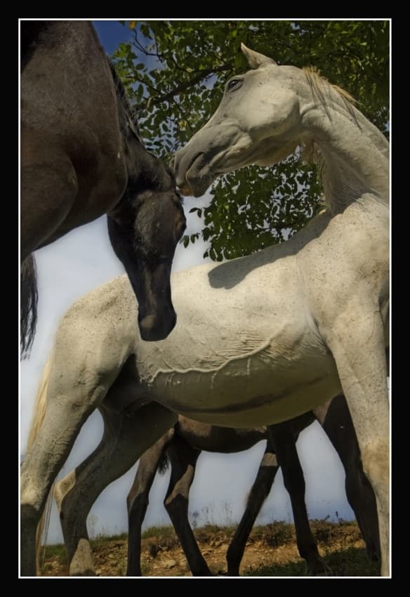 Gentle Equine Connection by Milan Malovrh — canvas wall art