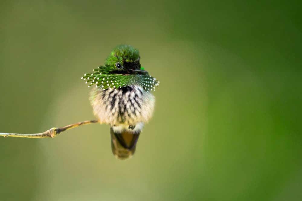 Emerald Dotted Hummingbird by Milan Zygmunt — canvas wall art