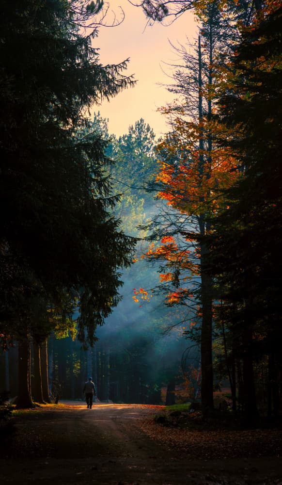 Misty Autumn Forest Path by Ti Wang — canvas wall art