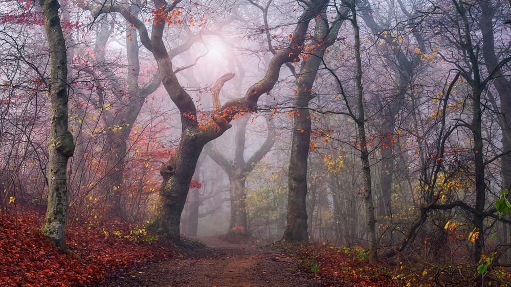 Sunlit Misty Forest Path by Leif Løndal — canvas wall art