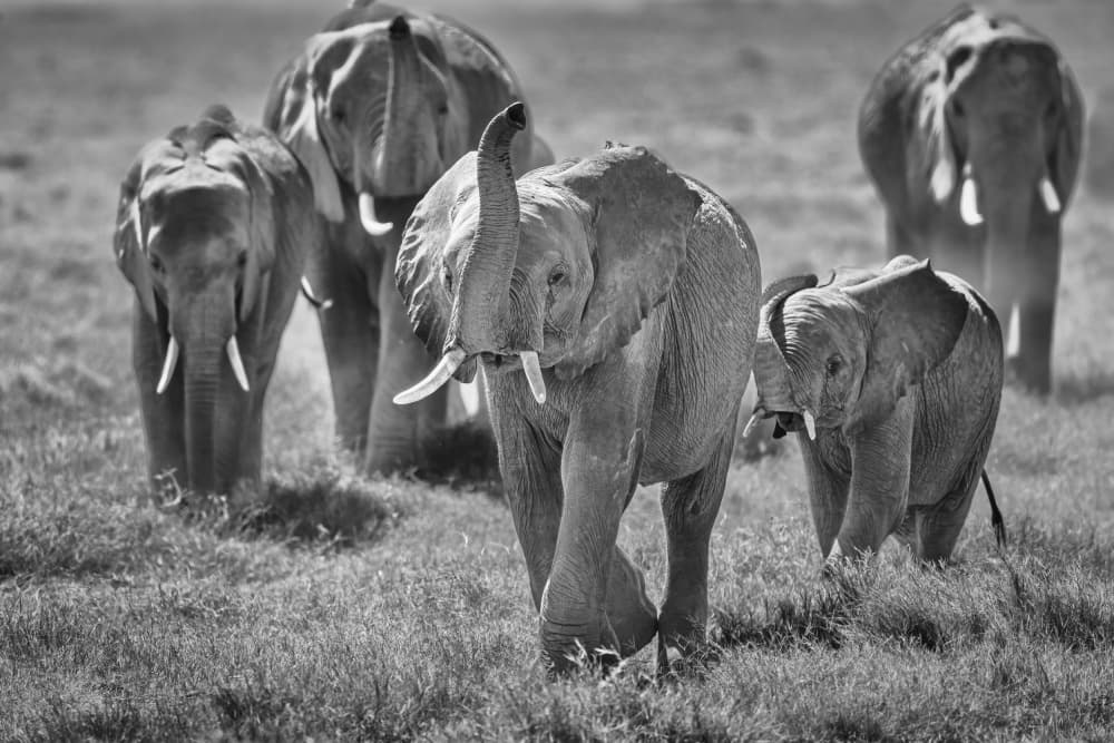 African Elephant March by Jeffrey C. Sink — canvas wall art