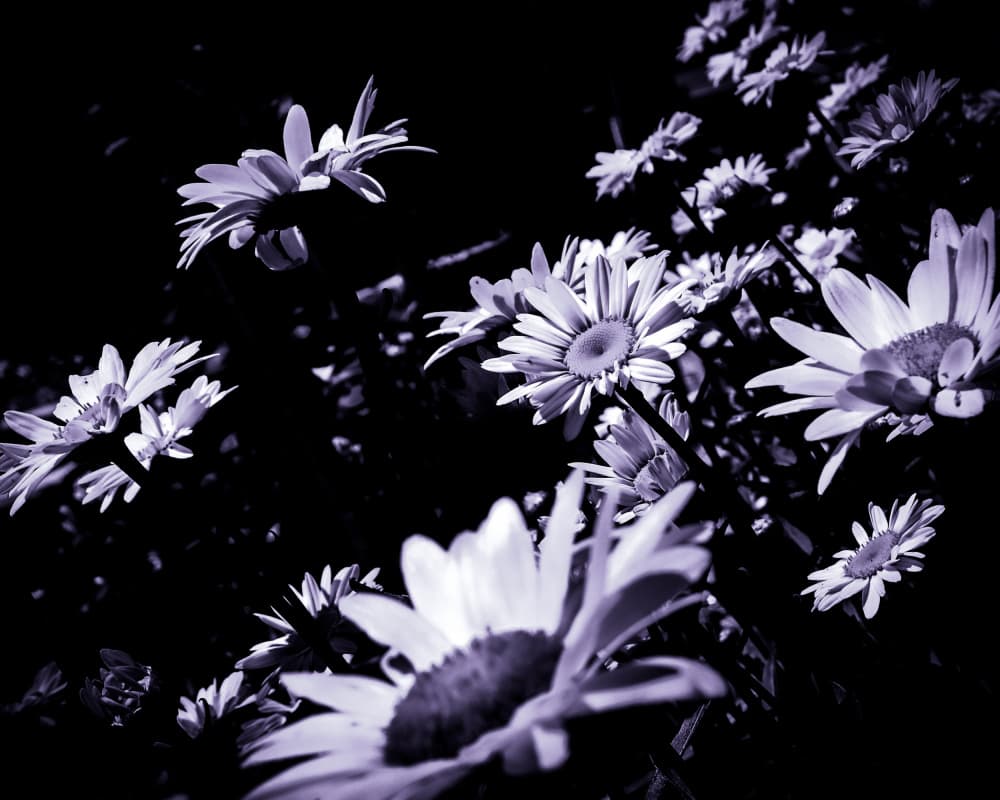 Moody Purple Daisies by Michele Frechette — canvas wall art