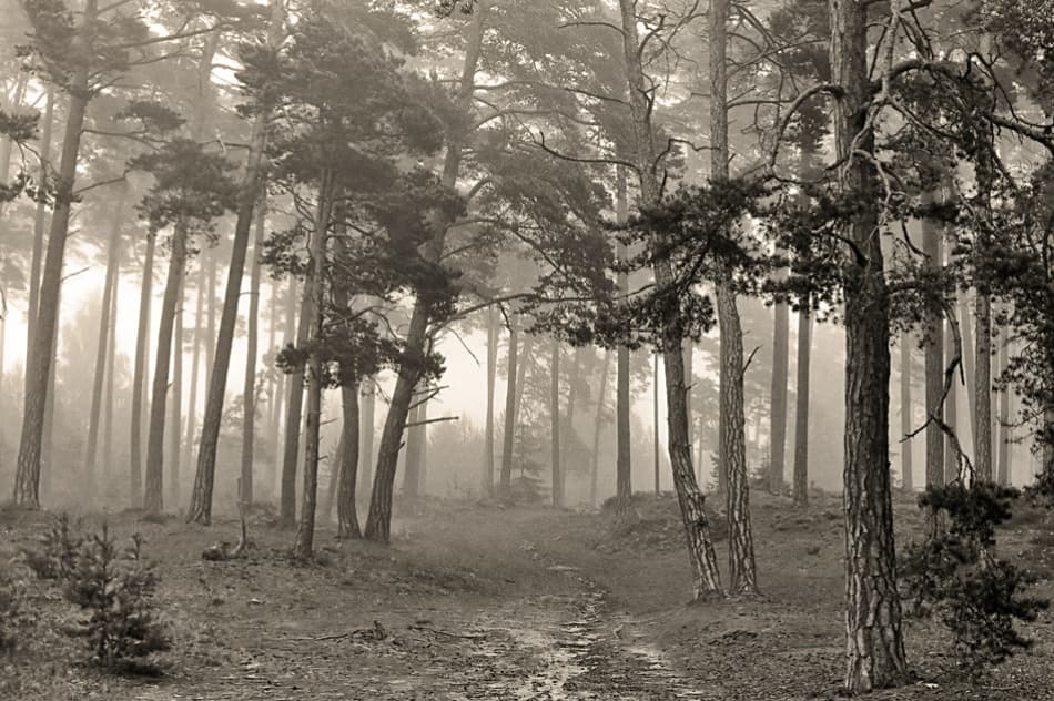 Misty Forest Path by Allan Wallberg — canvas wall art
