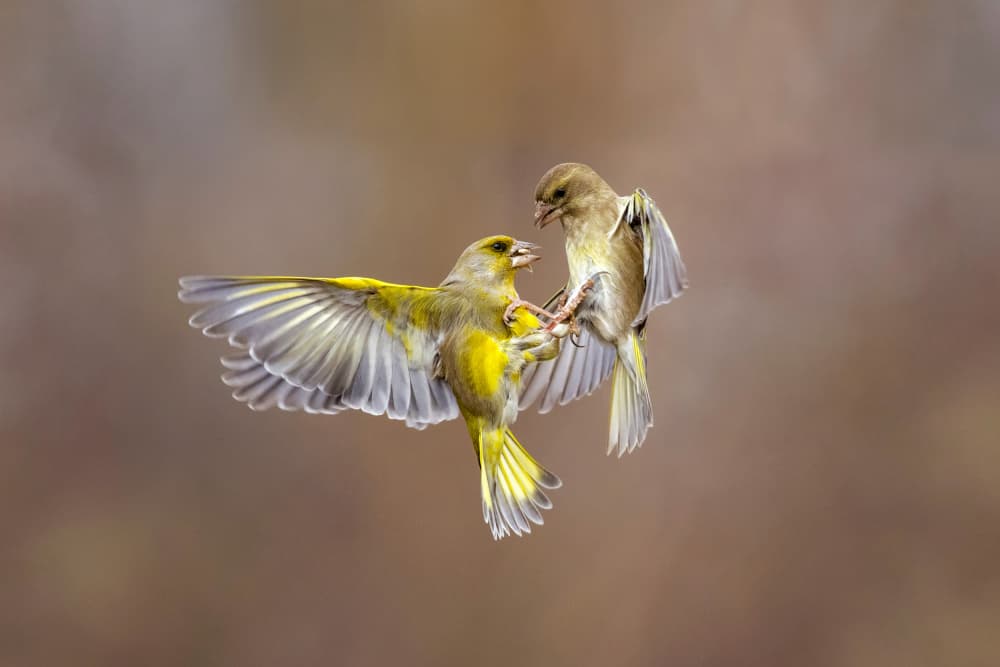 Greenfinch Mid-Air Scuffle by Marco Redaelli — canvas wall art