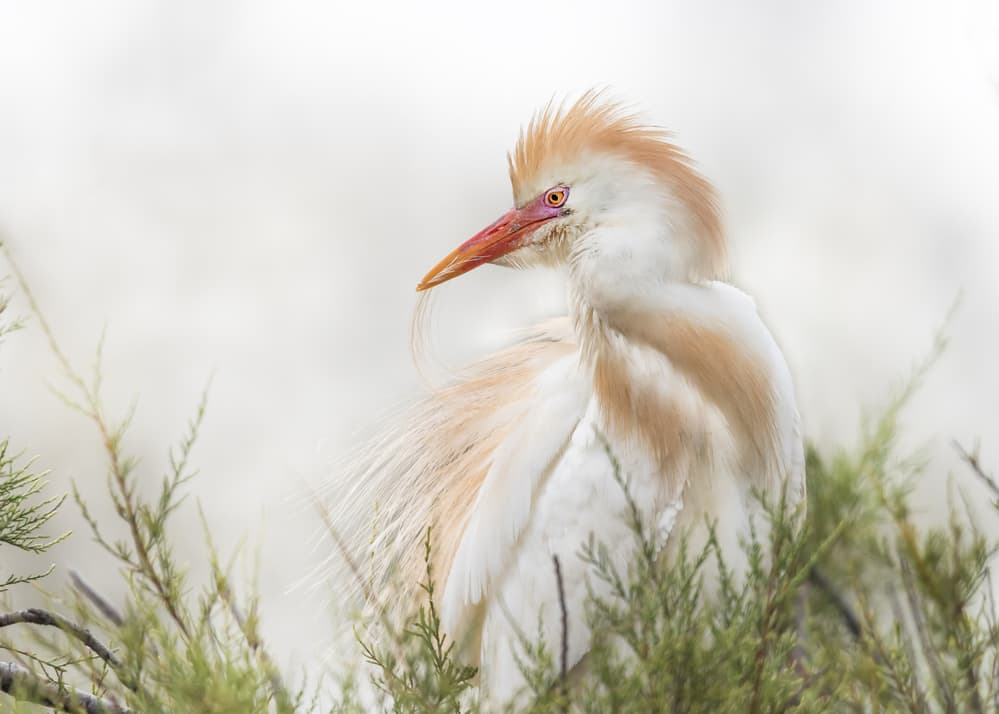 Serene Cattle Egret by Els Keurlinckx — canvas wall art