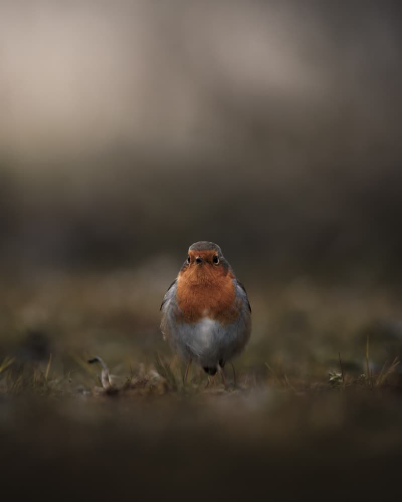 Curious Little Robin by Magnus Renmyr — canvas wall art