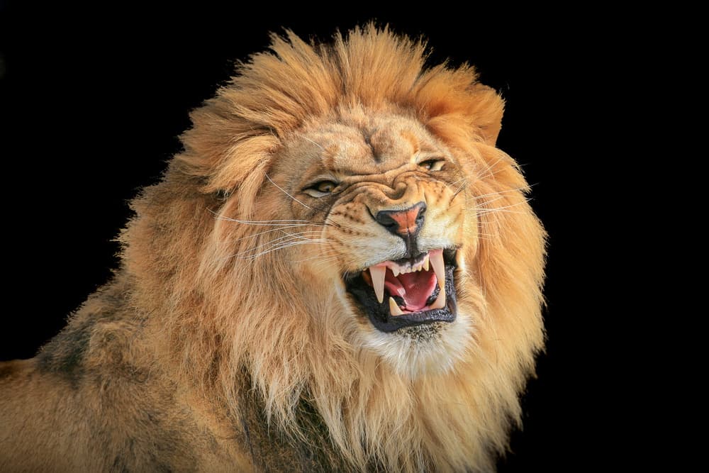 Roaring Lion Portrait by Jeffrey C. Sink — canvas wall art
