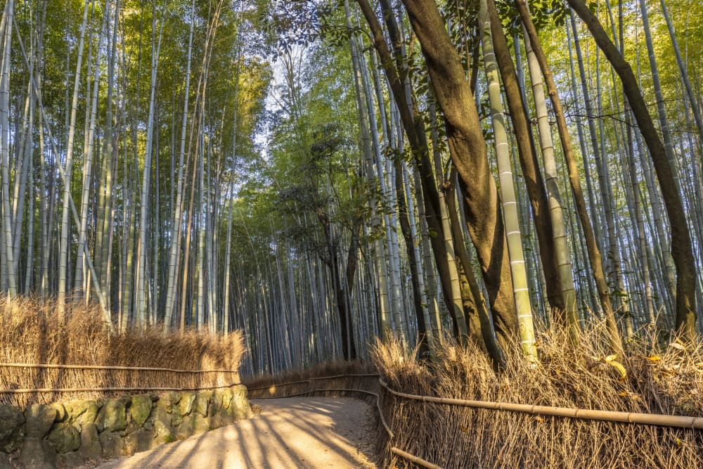 Sunlit Bamboo Forest by Melanie Viola — canvas wall art