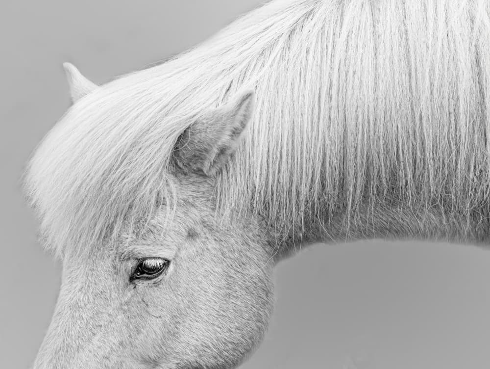 Serene White Horse by Yuan Su — canvas wall art