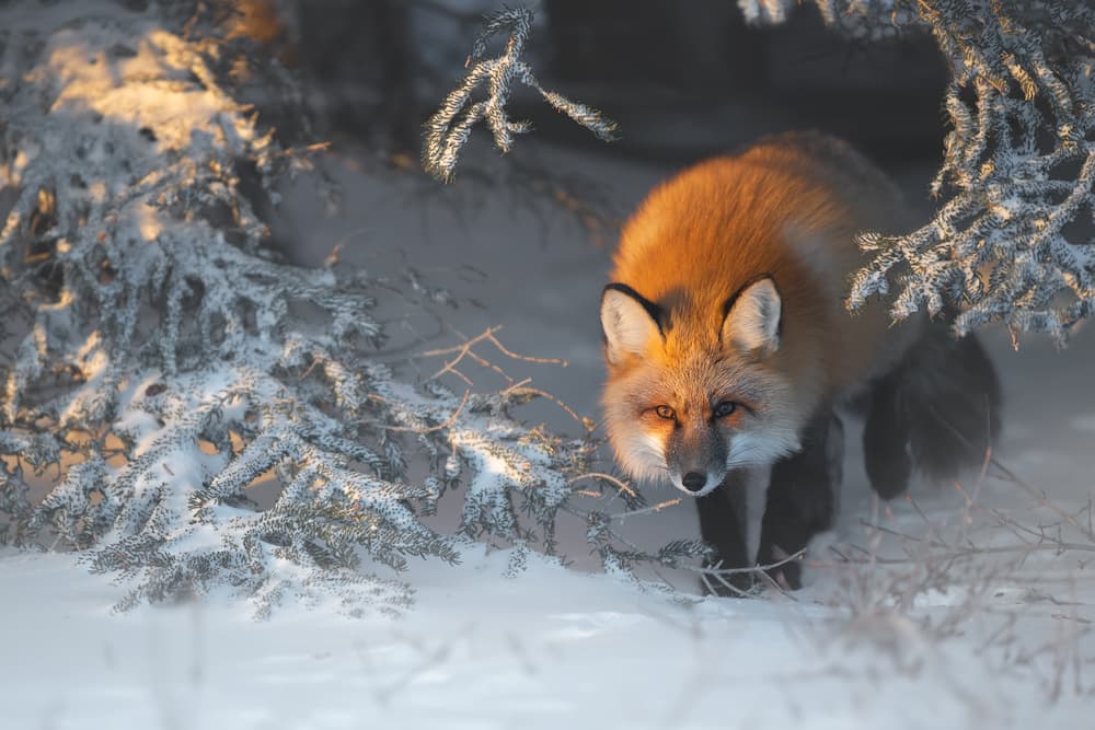 Red Fox in Golden Winter by Roberto Marchegiani — canvas wall art