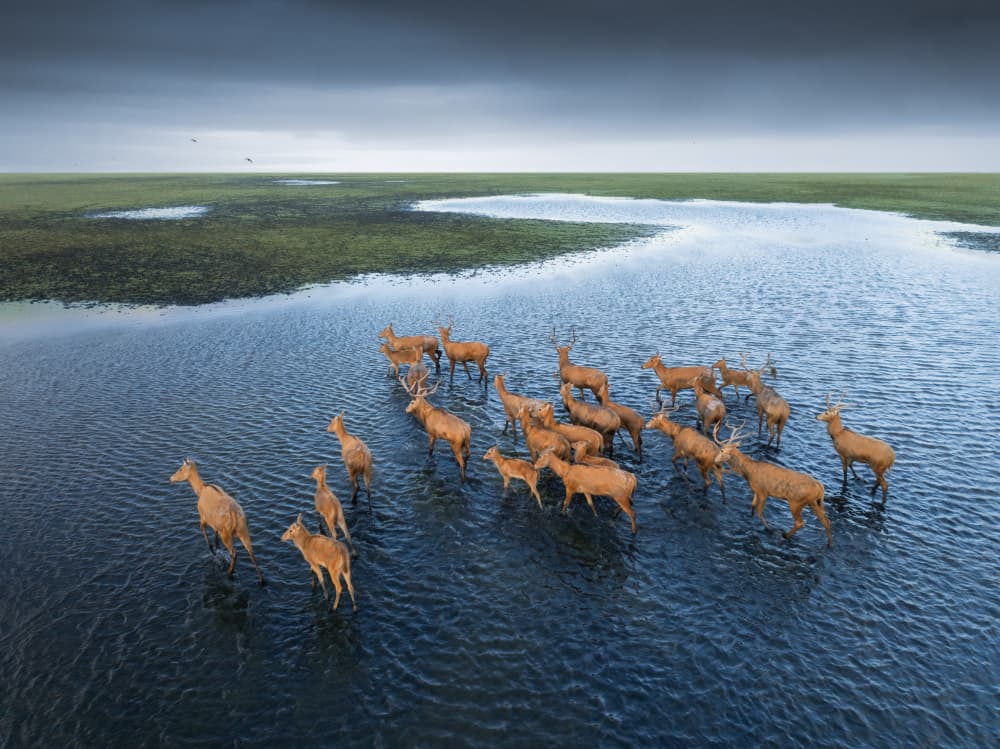 Wetland Deer Herd by NingYun Ye — canvas wall art