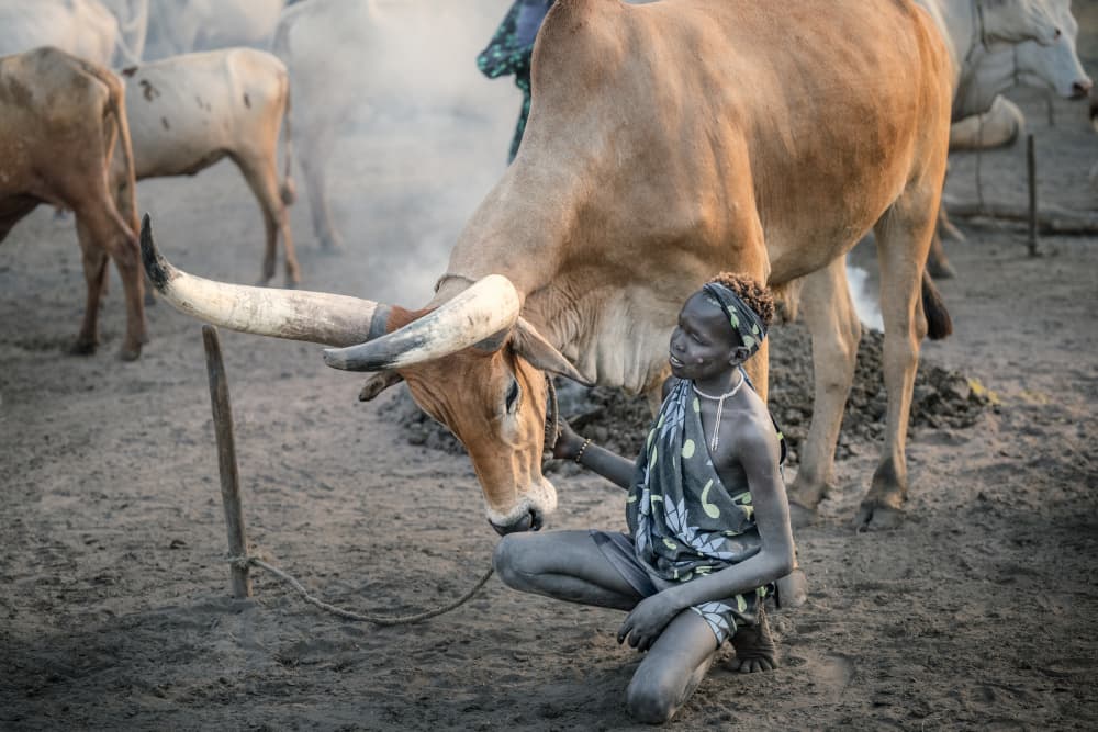 African Girl Cattle Bond by Trevor Cole — canvas wall art