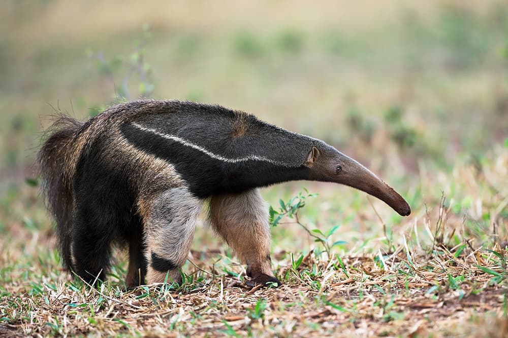 Giant Anteater Walking by Marco Pozzi — canvas wall art