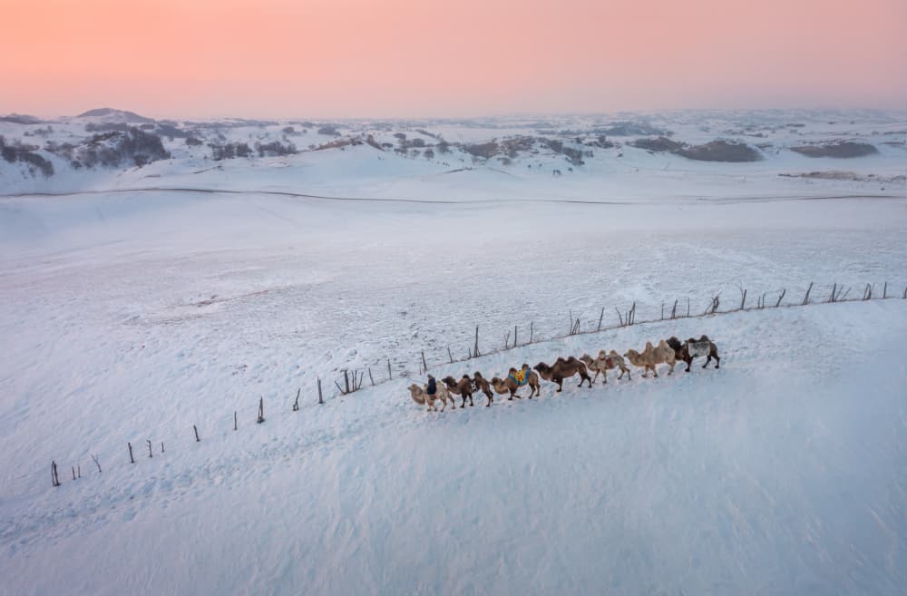 Pink Sky Camel Journey by Irene Wu — canvas wall art