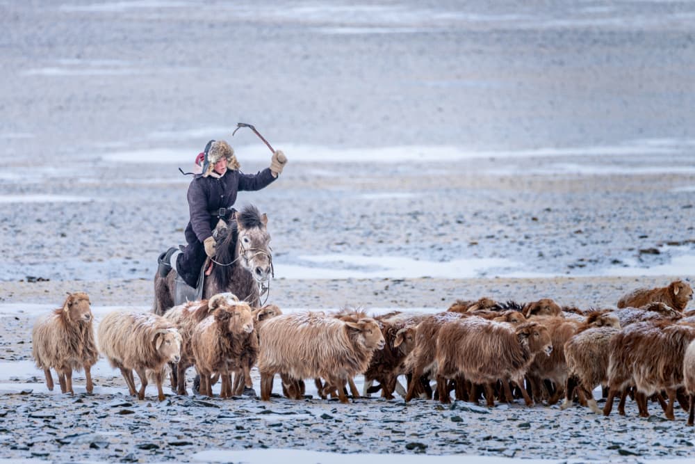 Winter Sheep Herder by HIRAK BHATTACHARJEE — canvas wall art
