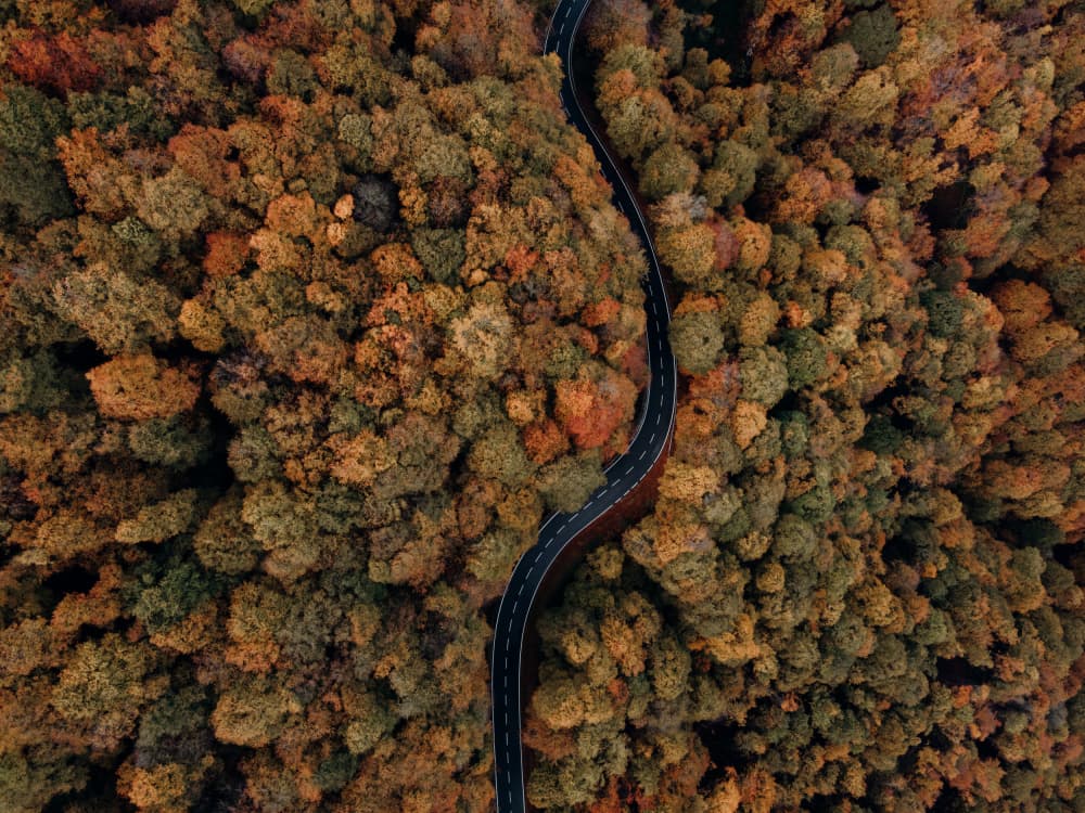 Winding Autumn Forest Road by Javier Pardina — canvas wall art