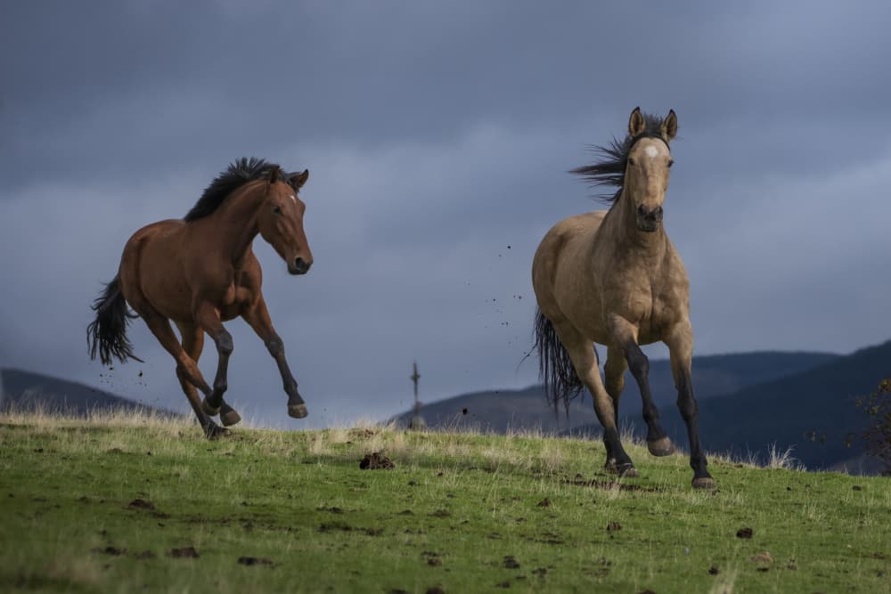Powerful Horses Running by Jose Curto — canvas wall art