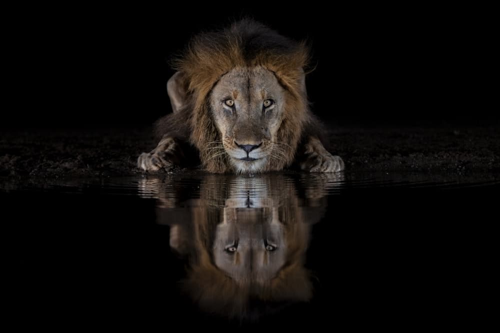 Majestic Lion Reflection by Jun Zuo — canvas wall art