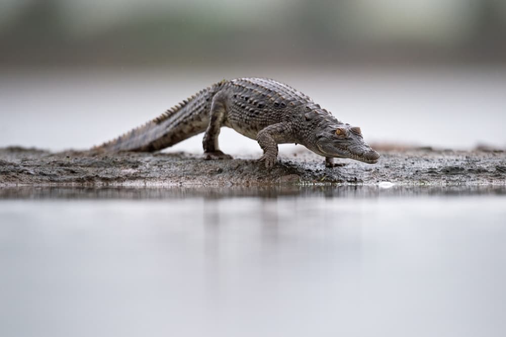 Little croc is coming by Marco Pozzi — canvas wall art