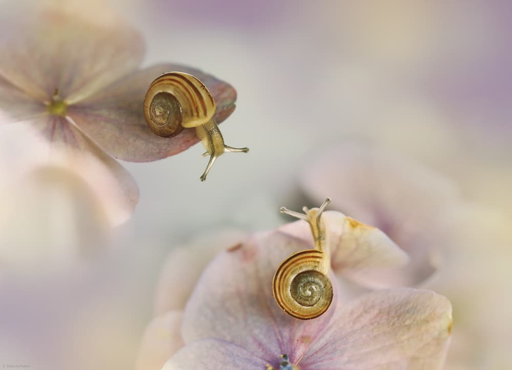 Snails on Soft Petals by Ellen van Deelen — canvas wall art