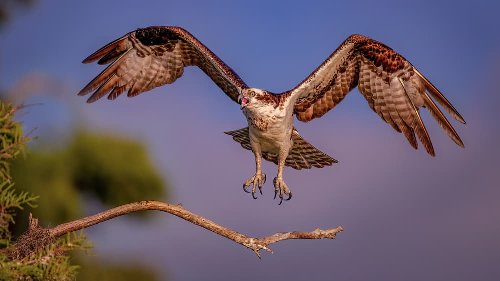 Osprey Landing Approach by Hanping Xiao — canvas wall art