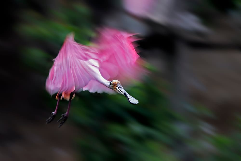 Dynamic Pink Spoonbill Flight by Jun Zuo — canvas wall art