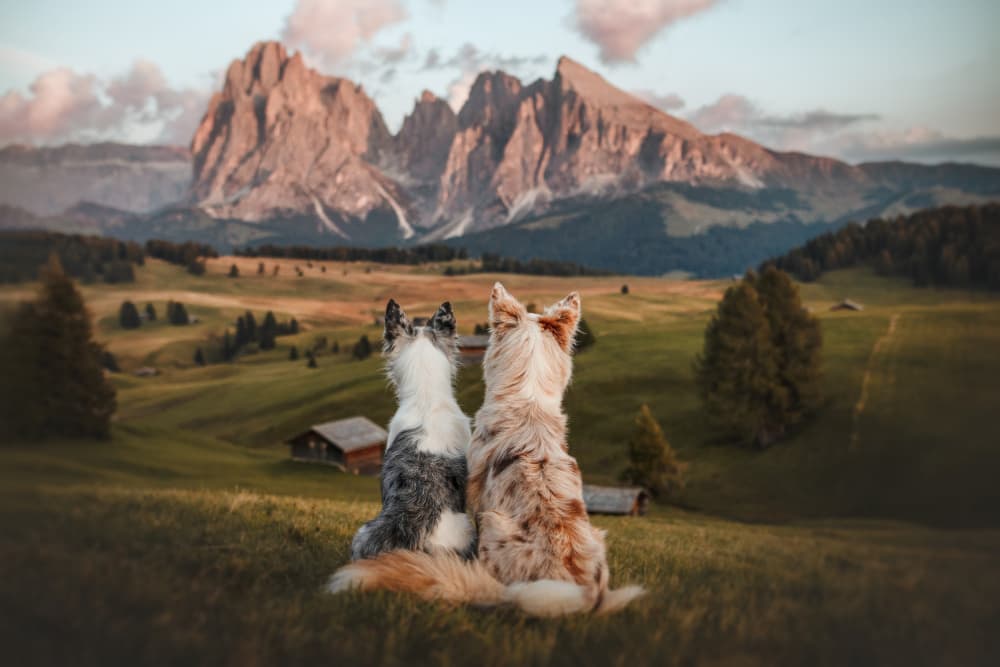 Two Dogs Mountain View by Ve Shandor — canvas wall art