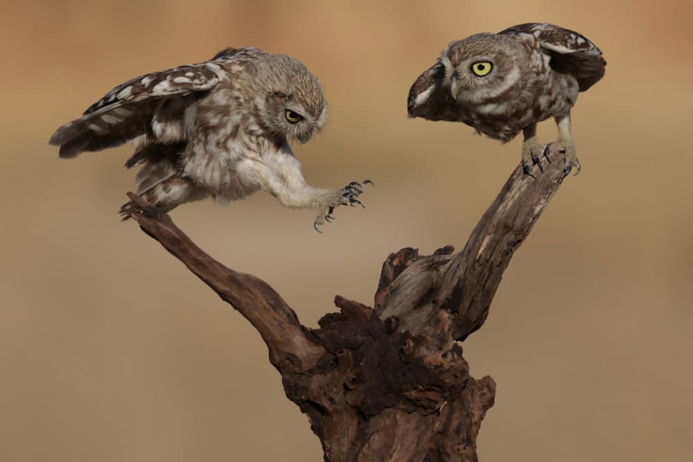 Little owls by David Manusevich — canvas wall art
