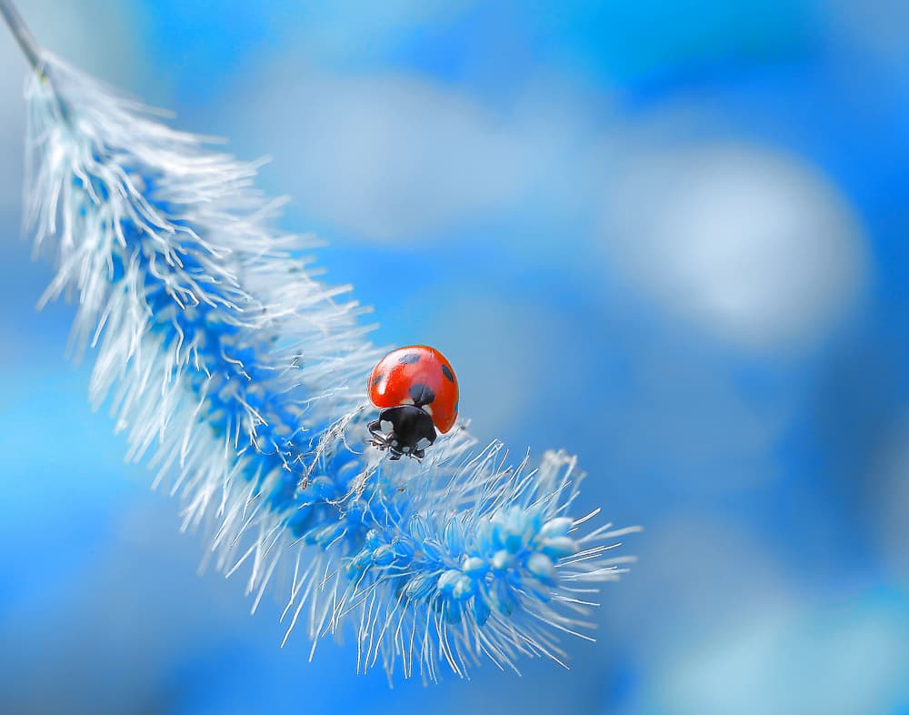 Ladybug on Blue Plant by Thierry Dufour — canvas wall art