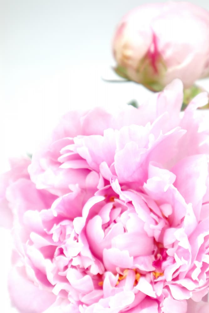 Soft Pink Peonies by Rosana Laiz Blursbyai — canvas wall art