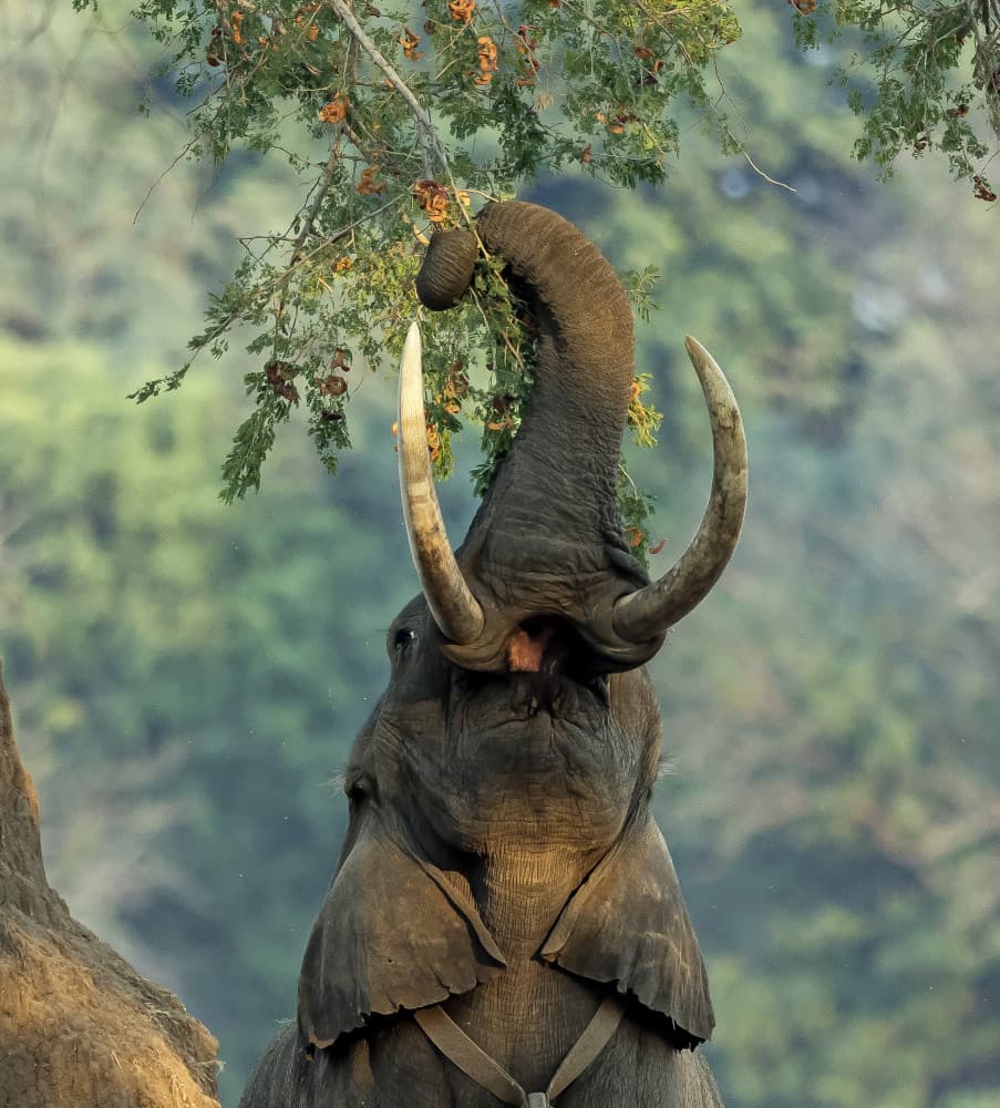 African Elephant Foraging by Giuseppe DAmico — canvas wall art