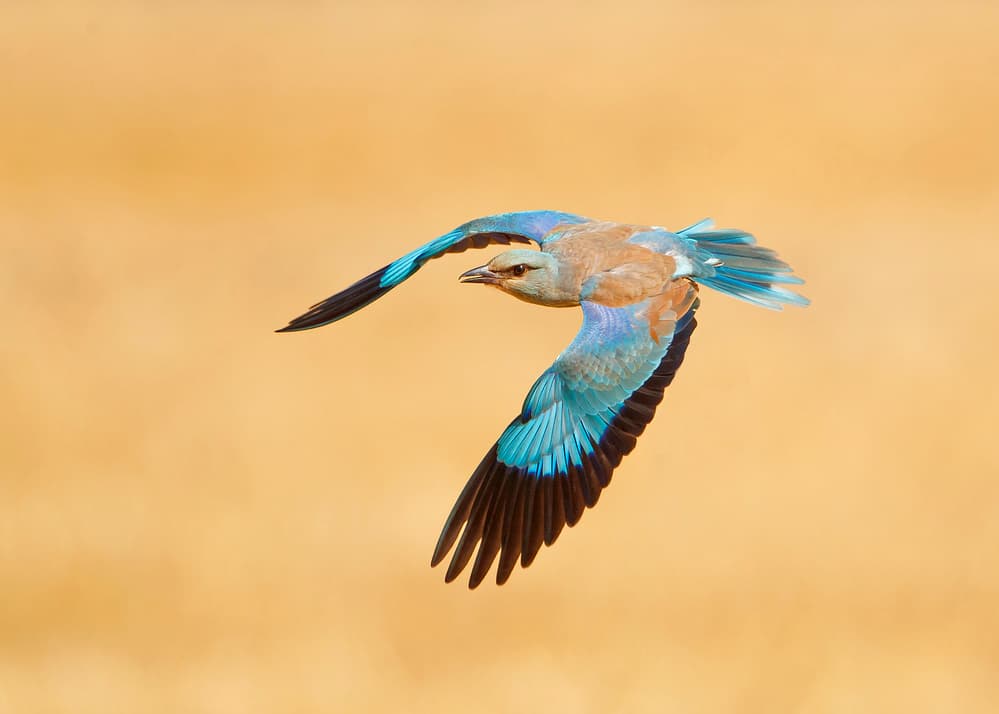 Blue Roller In Flight by Shlomo Waldmann — canvas wall art