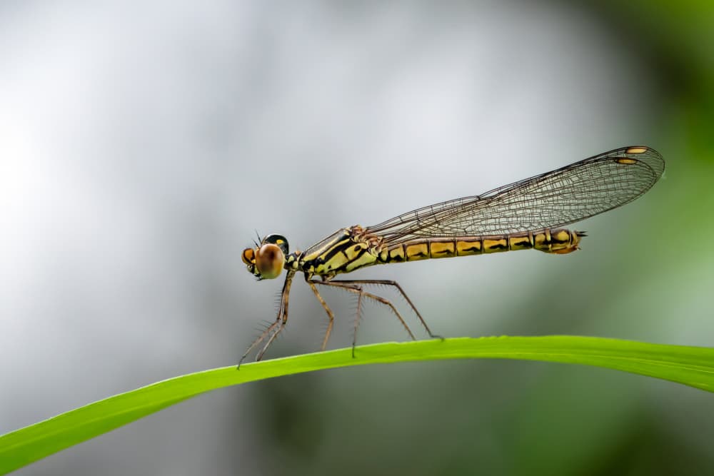 Delicate Damselfly Perched by Fauzan Maududdin — canvas wall art